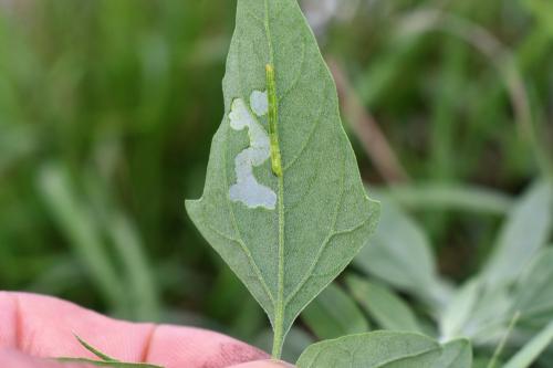 Réf. 336 489 : Chrysodeixis chalcites